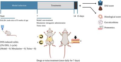 The effect of tuina on ulcerative colitis model mice analyzed by gut microbiota and proteomics